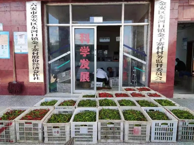 头头app亚洲第三蔬果批发市场积极助销东河口镇滞销杭椒